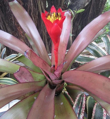 BUY ANY 3 SAVE 15% BROMELIAD Canistrum 'AURANTIACUM' (Red Form) Offset - Rare Sp - Image 1 of 4