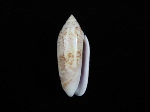 Sea Shell Oliva multiplicata 45 mm ID#8410 - Imagen 1 de 2