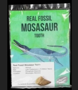 Mosasaurier Fossil Dinosaurier Zahn - Bild 1 von 1