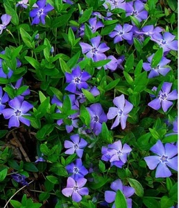 Vinca Minor - Perennial Bare Root Live Plant - Picture 1 of 5