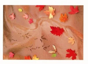 Postcard Barbara Brundege Photographer Raven Tracks Pine Crk Zion Nat'l Park UT - Picture 1 of 1