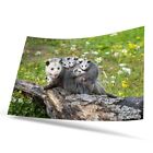 Poster A1 Opossum Possum niedliche Babytiere #51608