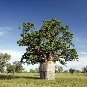 Australian Bottle Baobab (Adansonia gregorii ) 5 seeds - Picture 1 of 4