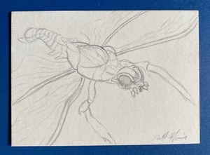 2006 GODZILLA KING OF THE MONSTERS - SKETCH by MATT HARRIS of Kamacuras