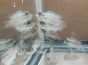 One Electric Blue Acara Cichlid 1.5-2.5" - Picture 1 of 3