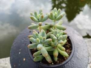 Pachyphytum oviferum hübsches Dickblatt im Topf - Bild 1 von 3