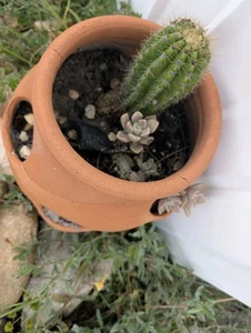 Live Torch Cactus (Echinopsis Spachiana) Cuttings . Single Pups 1-3in Tall - Picture 1 of 6