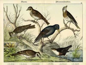 1886 SCHUBERT CHROMO wood lark, crested lark, thrush, sky lark, dipper, starling - Picture 1 of 3