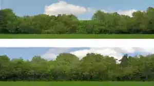 ID Backscene ID149A - 10ft x 15inch Backscene Tall Trees Pack A - Picture 1 of 7