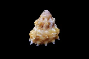 Seashells- Australium roseobasis 18mm- NICE COLOR!!! - Picture 1 of 4