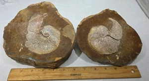RT Rocks South Dakota Iridescent Ammonite Scaphites, Large Fossil Free Shipping - Picture 1 of 9