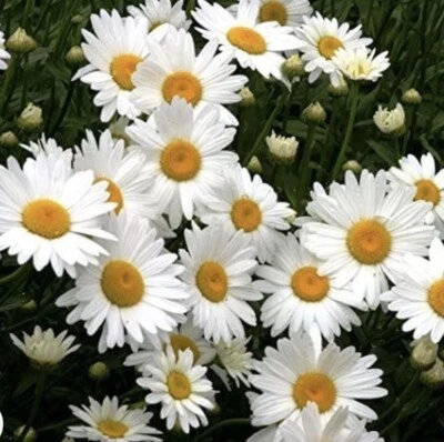 Shasta Daisy Live Huge Full Size Mature plant, Not Division Or Starter+Free Gift - Image 1 of 4