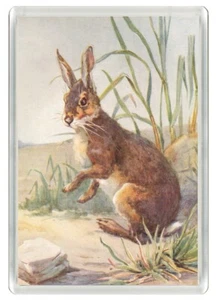 HASE WILDLIFE NATUR SCHÖNE NEUHEIT KÜHLSCHRANKMAGNET TOLLES GESCHENK - Bild 1 von 1