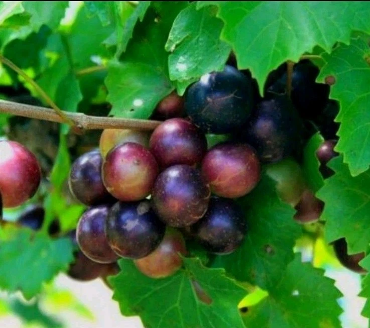 5 MALE + 5 FEMALE CUTTINGS SOUTHERN NATIVE MUSCADINE GRAPE PLANT VINE WILD FRUIT - Image 1 of 1