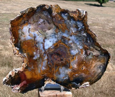 SiS: EXQUISITELY DARK COLORFUL 9"+ Hubbard Basin Petrified Wood Round - GLASSY! - Image 1 of 2