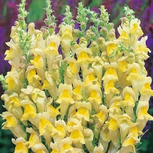 Antirrhinum braun-blanquetii | Perennial Snapdragon | 50_Seeds - Picture 1 of 5