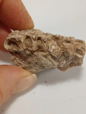 Oreodont Fossil Teeth, Badlands South Dakota - Image 1 of 4