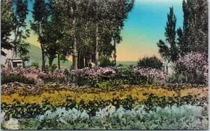 Flower Garden, Schoer's Ranch, Clover Valley, Wells, Nevada cartolina tipo Albertype - Foto 1 di 2
