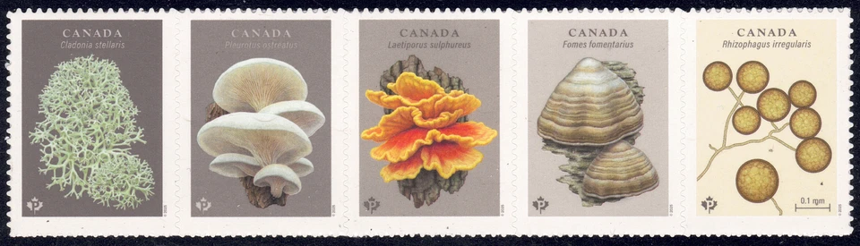 2025 Canada SC#- Fungi - Mushrooms - strip of 5 Stamps from booklet - M-NH - Image 1 of 1