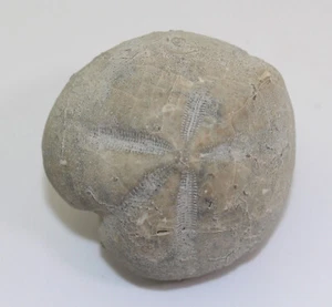Riccio di mare, Micraster brevis, gesso, campano, Olazagutia, Spagna -c659 - Foto 1 di 6