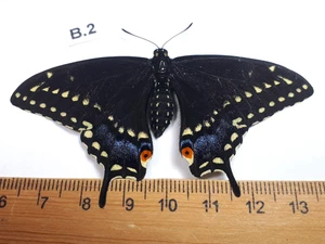 Unmounted Butterfly insects moth, Lepidoptera Papilionidae. North america Quebec - Picture 1 of 2