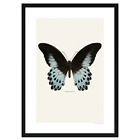 Foto im Rahmen Schmetterling »Blauer Pfau« (Papilio polymnestor). 