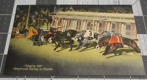 Postcard They're Off Greyhound Racing in Florida Animal Art - Picture 1 of 2