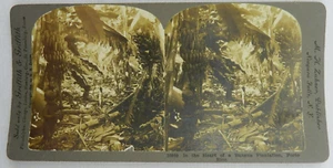 Infant Children around Banana Trees Puerto Rico - Stereoview Card - Stereoscope - Picture 1 of 3