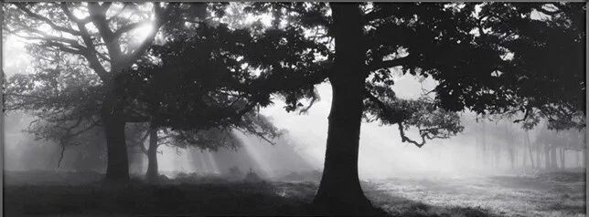 BJÖRKSTA picture with frame Forest Glade II /140x56 cm - No Framed - Image 1 of 1