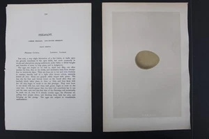Birds, Nests, Eggs, F.O.Morris, 1875 - Picture 1 of 3