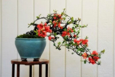 Chaenomeles sinensis (Chinese Quince Tree) 5 Seeds RARE Flowers Garden Bonsai UK - Image 1 of 4