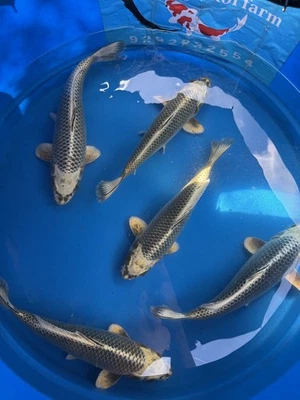 Jumbo mix  tosai  Japanese Koi Atlanta - Image 1 of 4