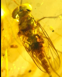 Cretaceous Fossil Burmese amber burmite housefly insect amber Fossil Myanmar - Picture 1 of 8