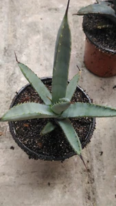 Agave macroacantha f. verde Planta Suculenta Cactus Echeveria Crassula Sedum - Imagen 1 de 2