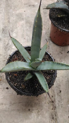 Agave macroacantha f. verde Planta Suculenta Cactus Echeveria Crassula Sedum - Imagen 1 de 2