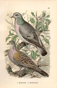 1899 HOFFMANN BIRDS CHROMO stock dove, turtle dove - Picture 1 of 3
