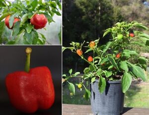 3 Paprikapflanzen Sweet Obst Gemüse Kräuter Jung Pflanzen für den Garten Balkon