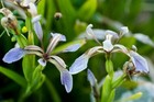 Gladdon Iris foetidissima "Stinking Iris" approx, x10 seeds Wild Flower Seed