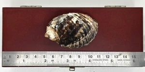 West Indian Purpura (Purpura patula) -- 2.50 x 1.50 in. approx. / ~ 60 mm - Picture 1 of 2