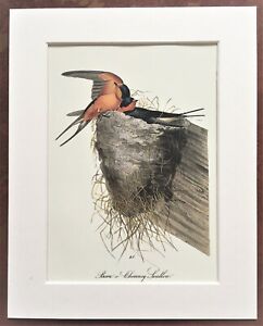 Barn or Chimney Swallow - Audubon Bird Print - Vintage Mounted Colour Print 48