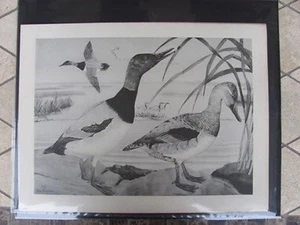 Original  1930 Rex Brasher #147 Hand Painted Bird Print Canvasback  #147REX2 DSS - Picture 1 of 1