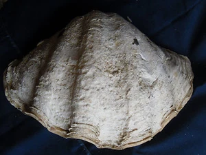 Tridacna - Large half-shell  11 1/2" X 7 1/4" - Picture 1 of 5
