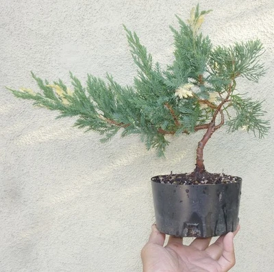 Prostrata Juniper Pre Bonsai Dwarf Shohin Nice Movement Trunk Juniperus Communis - Image 1 of 4