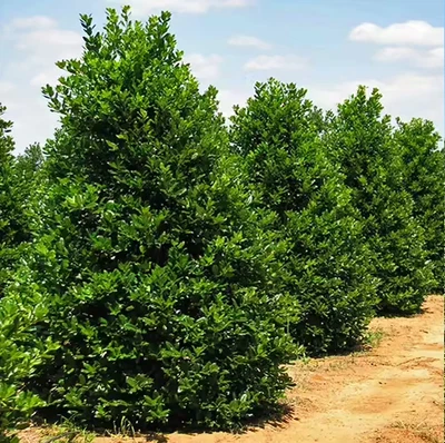 Live Dwarf Holly Evergreen Trees - Shrubs 15-25 H x 8-15 W Matured Size USDA 6-9 - Image 1 of 4