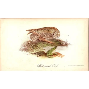 Short-Eared Owl, 1869 Original Antique Colored Bird Print - Picture 1 of 2