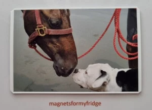 HORSE & DOG FRIENDS PHOTO FRIDGE MAGNET - M252 F - Picture 1 of 1