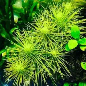 Emersed Cuttings - Pine Needle Hydrotriche Hottoniiflora Aquatic Aquarium Plant - Bild 1 von 2