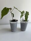 ??Easy To Grow & Great for Bonsai/Coastal Windbreaks Sycamore Maple -2 Plants ??