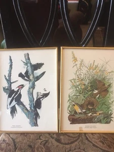 Audubon prints, art, reproductions, birds - Picture 1 of 6