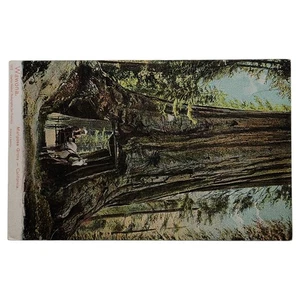 Vintage Wawona Mariposa Grove California Undivided Back Postcard - Picture 1 of 2